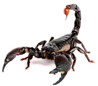 snake-scorpion