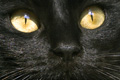 fekete-macska