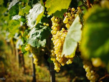 érett szőlőfürt lóg a tőkén