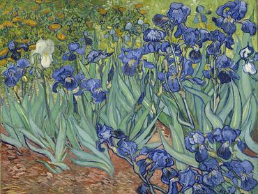 Vincent van Gogh: Íriszek