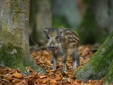 csíkos vadmalac a fák között