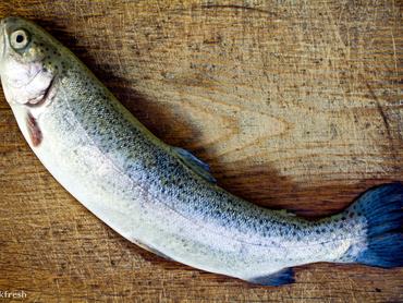 Egy hal egy deszkán