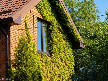 egy hát képe. napsütésben