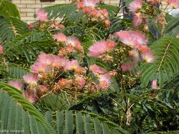 selyemakác virágok és levelek a fán