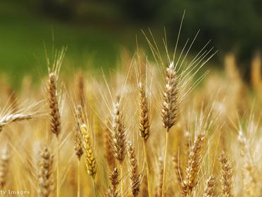 Búzakalászok állnak a szántóföldön