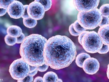 Lila színnel megszínezett baktériumok