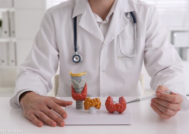 Orvos műanyag pajzsmirigyet mutat be