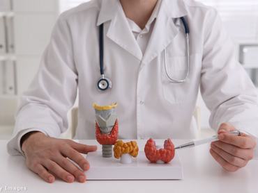 Orvos műanyag pajzsmirigyet mutat be