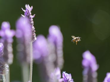 Levendulák a mezőn