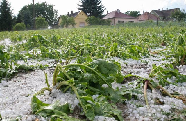 elverte a jég a termést, a földön a jégeső nyoma a letarolt növények között