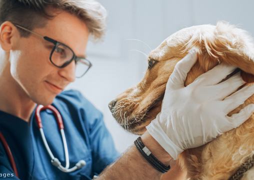 állatorvos vizsgál egy retrivert, szelíden fogja a fejét