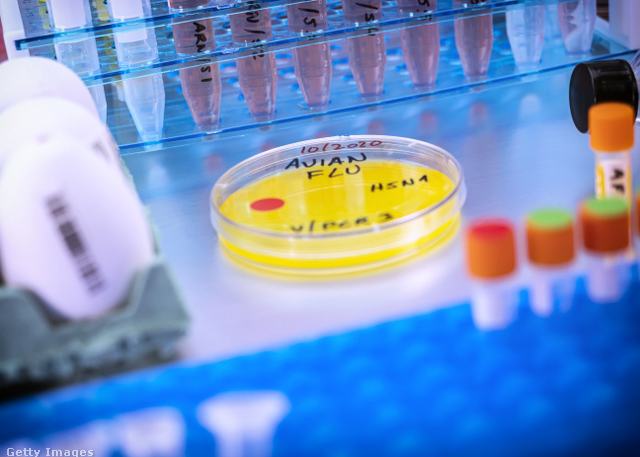 labor vizsgálat kémcsövek vírus