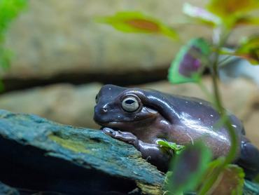 Lila béka ül egy kövön