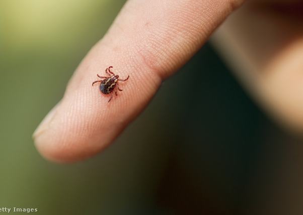 Kullancs egy ember ujján