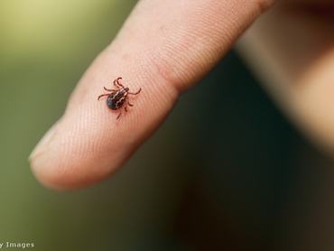 Kullancs egy ember ujján