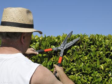Metszőollóval vág sövényt egy kalapos férfi a napsütésben