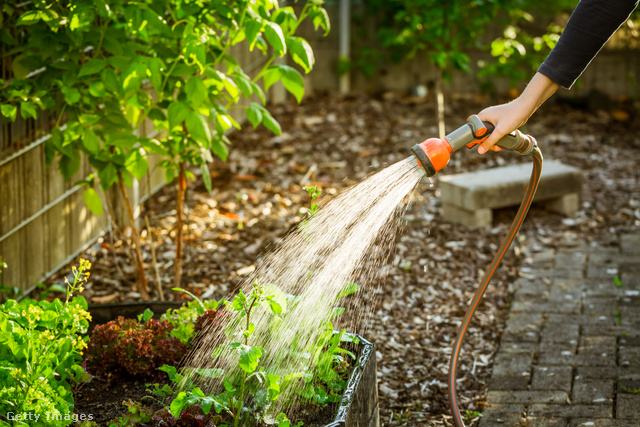 egy nő kannával locsolja a magaságyásban lévő paradicsom palántákat