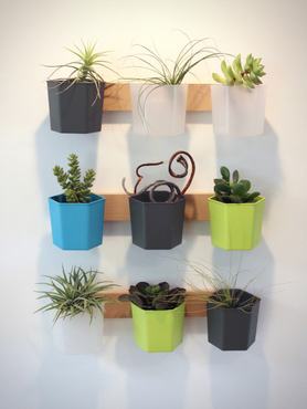 Szobanövények falra szerelt polcokon