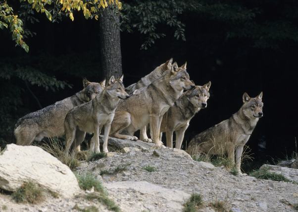 farkasok az erdő melletti sziklán