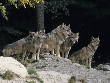 farkasok az erdő melletti sziklán