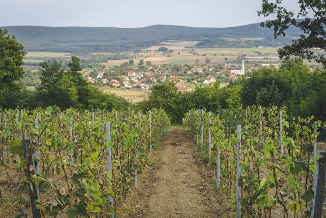 Szőlőtőkék rendezett sorai, a távolban a hegy oldalában egy falu