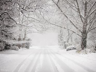 havas út fák autónyomok