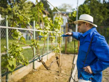 Szőlőjét gondozó gazda a kertjében