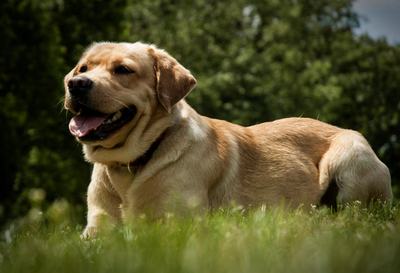 Labrador fekszik a fűben