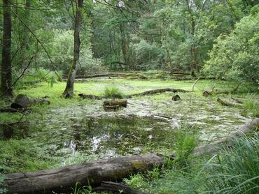 A Bátorligeti ősláp különleges élővilággal rendelkezik