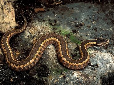 Vipera dinniki