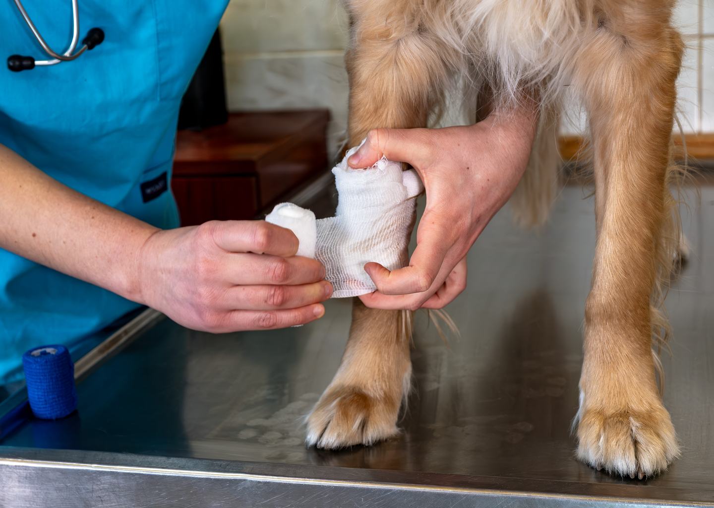 állatorvost kötést tesz egy kutya lábára, közeli fotó