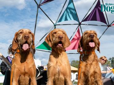 Képeken a 2026-os DOGZ Fesztivál : megérkeztek az első fotók