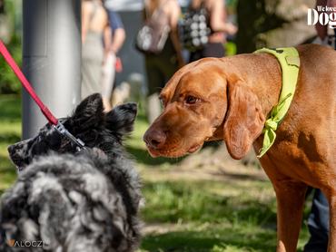 két kutya a szabadban pórázon