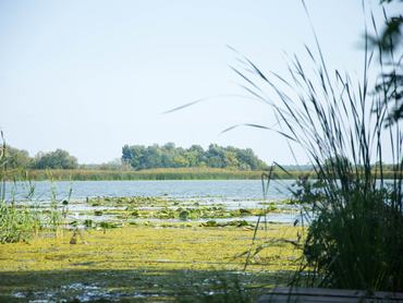 A fertő-tavi nádas volt Hanyi Istók igazi otthona