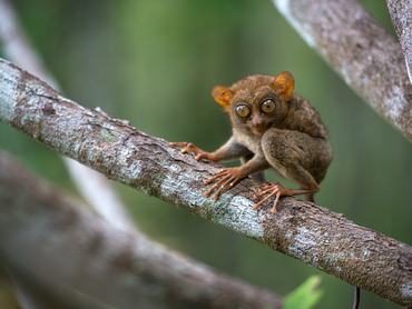 Koboldmaki a Fülöp-szigetek második legnagyobb szigetén, Mindanaón.