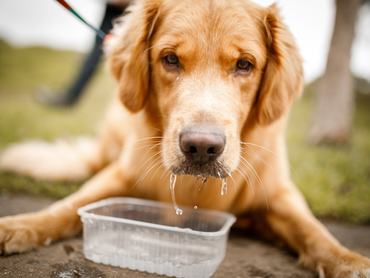 Golden retriever kutya vizet iszik