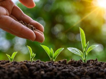 tree sapling hand planting sprout in soil with sunset close up male hand planting young tree over green background