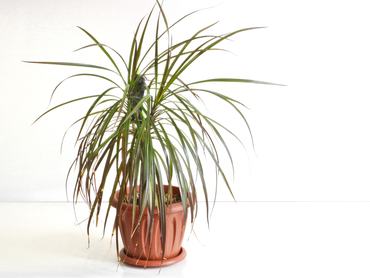Dracaena, sárkányfa kaspóban