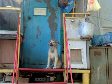 csernobili ház előtt ül egy kutya