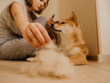 Nő kutyaszőrt szed ki a kutyájából