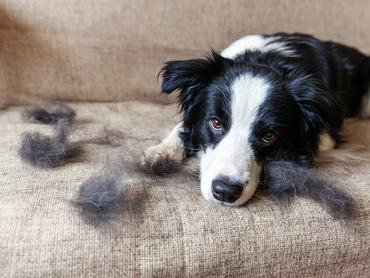 Egy fekete-fehér border collie kutya fekszik a lehullajtott szőrében egy szürke kanapén