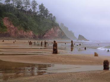 Apálykor ősi szitkai lucfenyők maradványai tárulnak fel az oregoni Neskowin tengerpartján.