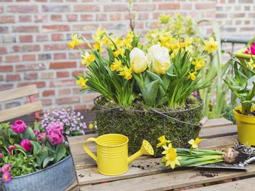 Yellow blooming daffodils and tulips cultivated together in mossy basket
