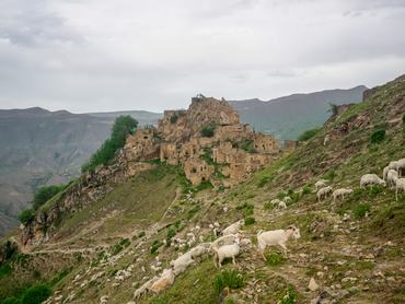 Dagesztán, Oroszország, Gamszutl elhagyatott város előtt nyáj legelészik