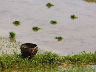 A wicker basket by a flooded rice paddy with bundles of new rice plants to be planted in Hunan, China.. (Photo by: Jon G. Fuller / VWPics/Universal Images Group via Getty Images)