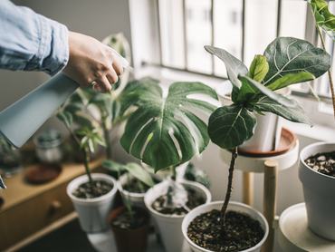Szobanövények öntözése