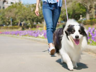 Egy nő Border Collie kutyát sétáltat