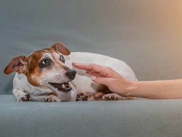 Ideges jack russell terrier kutya idegesség jeleit mutatja egy kanapén fekve