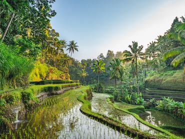 Rizsterasz Tegalalangban, Bali, Indonézia