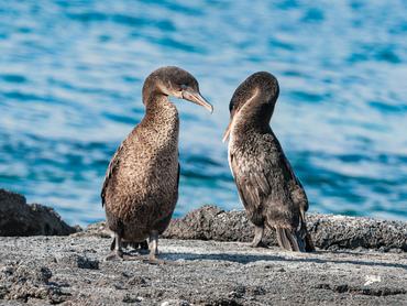 Flightless Cormorant, Phalacrocorax harrisi, Nannopterum harrisi, Punta Espinosa, Fernandina Island, Galapagos Islands. Courtship between male and female flightless cormorant.